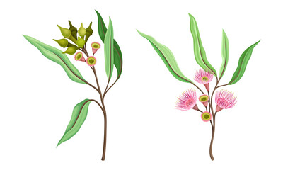 Beautiful pink flowers and oblong leaves set vector illustration