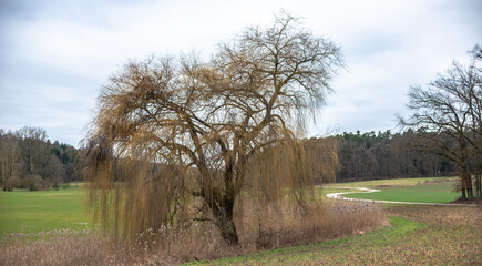 A weeping willow in a field under an overcast sky