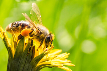 Bee and flower. Close up of a large striped bee collecting pollen on a yellow flower on a Sunny...