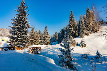 Obraz premium Winter landscape of a pine forest with lots of snow on a clear blue sky