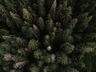 Green forest background. Forest background. Carpathian mountains view. Summer season