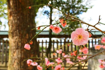 公園の梅の花