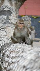 Taken on Wednesday 9-2-2022 at Mueang Saraburi, Wat Phra Phutchai
Wednesday The northern pig-tailed macaque yawns under the branches. Khao Yai National Park, Thailand. Close up.
