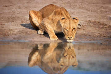 Lioness drinks, stares at the camera, reflects in the water,  direct eyes contact. Morning safari...