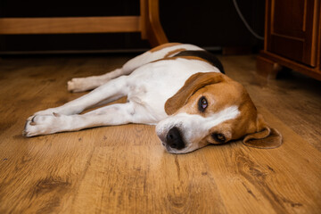 Beagle Dog Adult lying on wooden floor at home. Dog theme