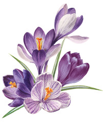 Watercolor spring flowers: violet, blue and white crocuses, botanical illustration