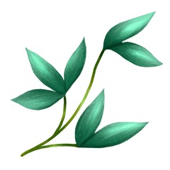 Green branch with leaves for decoration