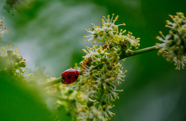 ladybug on a green tree leaves macro