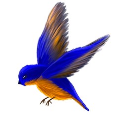 Blue bird with yellow wing feathers