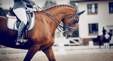 Portrait sports stallion in the bridle. Equestrian sport.