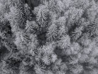 Snow covered fir trees. Frosty forest in mountains. Aerial view above Carpathian mountains. Trees in snow