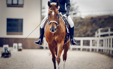 Equestrian sport. Dressage of horses in the arena.