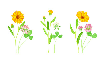 Calendula Plant with Orange Flower Head and Clover on Stem as Meadow Herb Vector Set