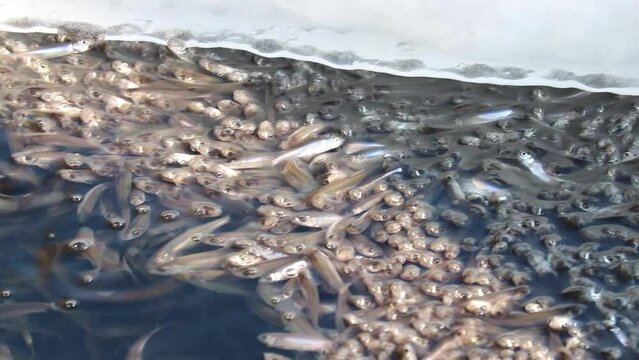 Shoal freshwater fish sunbleak swim up to the surface of the water and swallows air. The problem of lack of oxygen in water bodies in winter.