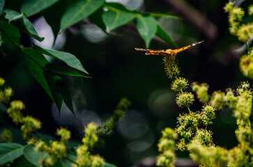 a bright orange butterfly  vanessa cardui sits on a flowering tree branch