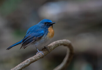 beautiful blue bird in nature Indochinese Blue Flycatcher.