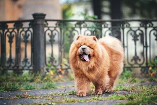 red chow-chow dog portrait autumn falls
