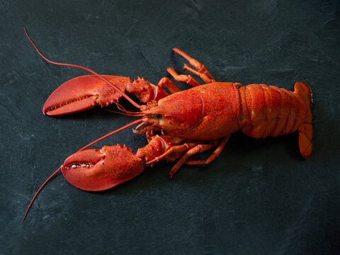 Fresh cooked Atlantic lobster on a black marble counter.