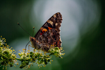 a bright orange butterfly  vanessa cardui sits on a flowering tree branch