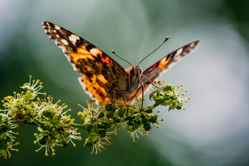 a bright orange butterfly  vanessa cardui sits on a flowering tree branch