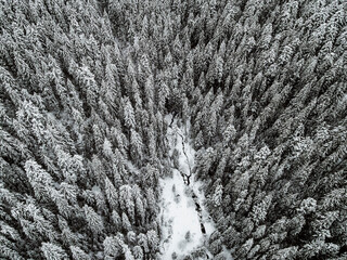 Snow covered tree. Aerial view above Carpathian mountains. Frosty forest in mountains. Road on the mountains. 