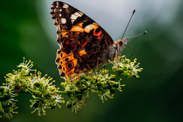 a bright orange butterfly  vanessa cardui sits on a flowering tree branch