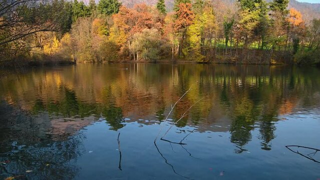 Calm lake Preddvor in Slovenia on bright sunny day. Colorful autumn or fall season. Ducks in the water. Mountains in the background. Small pond with wild animals. Tilt up, real time