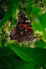 a bright orange butterfly  vanessa cardui sits on a flowering tree branch