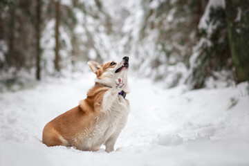 welsh corgi pembroke dog winter snow