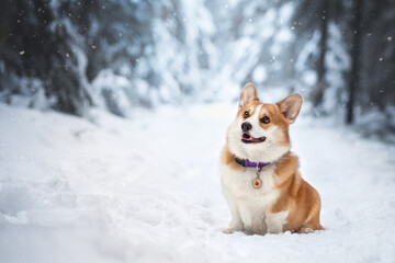 welsh corgi pembroke dog winter snow