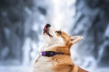 welsh corgi pembroke dog winter snow