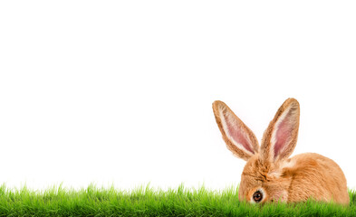beautiful easter background in nature with meadow and beautiful easter bunny with text free space.