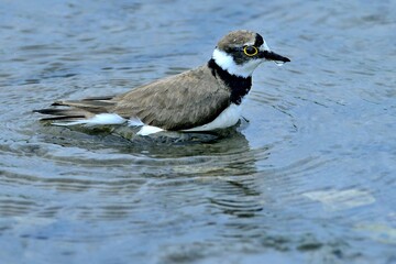 Ein Flussregenpfeifer (Charadrius dubius) nimmt ein Bad.