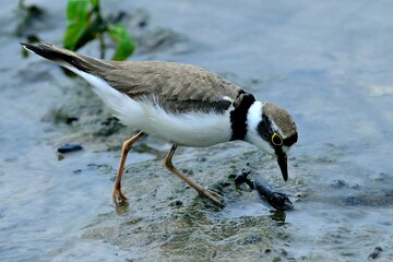 Ein Flussregenpfeifer (Charadrius dubius) bei der Nahrungssuche.