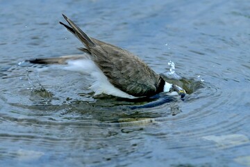Ein Flussregenpfeifer (Charadrius dubius) badet.