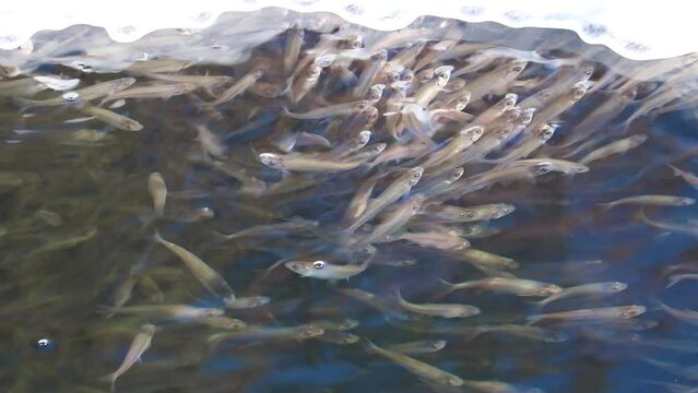 Close up of shoal freshwater fish sunbleak swim up to the surface of the water and swallows air. The problem of lack of oxygen in water bodies in winter. Selective focus.