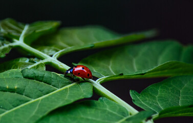 ladybug on a green tree leaves macro