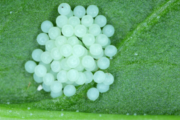 Cluster of moth eggs on underside of sugar beet leaf.