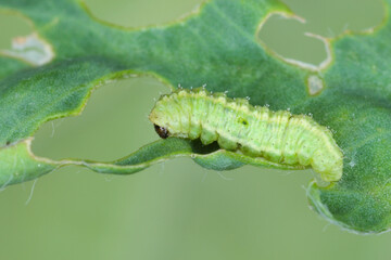 Larva of Lucerne weevil - Hypera postica on a damaged alfalfa plant. It is a dangerous pest of this crop plant.