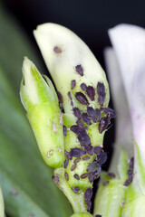 The black bean aphids, Aphis fabae, on faba bean blossoms. It is a pest of many crops and ornamentals.
