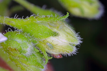 Myzus persicae, known as the green peach aphid or the peach-potato aphid on flower buds of potato...