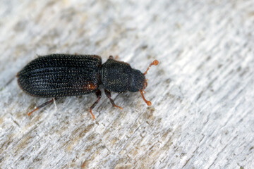 Synchita humeralis on wood, extreme close up
