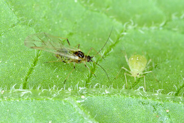 Winged and wingless form of Myzus persicae, known as the green peach aphid or the peach-potato...