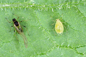 Winged and wingless form of Myzus persicae, known as the green peach aphid or the peach-potato...