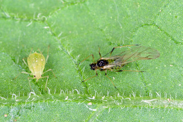 Winged and wingless form of Myzus persicae, known as the green peach aphid or the peach-potato aphid on the underside of potato leaves.