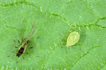 Winged and wingless form of Myzus persicae, known as the green peach aphid or the peach-potato...