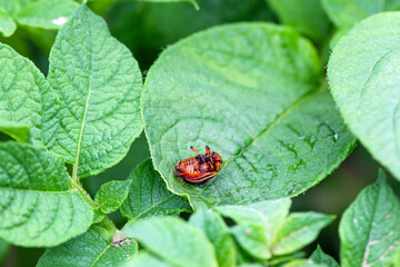 Dead potato beetle on a potato leaf after insecticide treatment.
