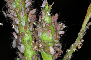 Aphids on rose stems, close-up, selective focus.