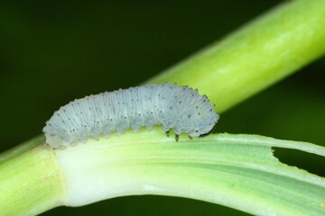 Solomon's seal sawfly larvae, Phymatocera aterrima on green leaves of a Polygonatum multiflorum