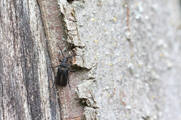 Stictoleptura scutellata is a species of flower longhorn beetles belonging to the family Cerambycidae, subfamily Lepturinae.